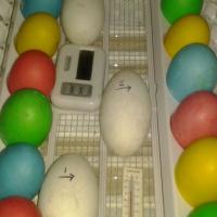 Easter Eggs - Decorate and Dye Options_image