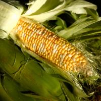 Grilled Corn with Lime-Cilantro Butter_image