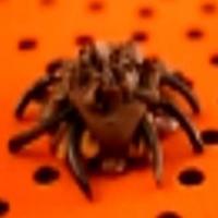 Pecan - Caramel Spiders_image