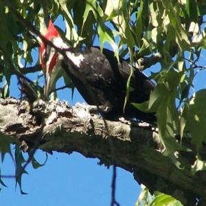 Piliated Woodpecker_image