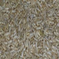 How to Sprout Brown Rice_image