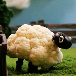 Cauliflower Sheep_image