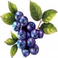 Blueberry Jello Mold image