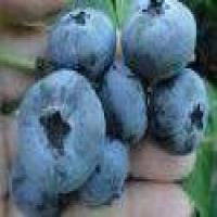 Blueberry Sour Cream Coffee Cake_image
