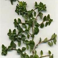 Thyme Uses and Three Recipes_image