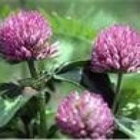 Plant yourself some RED CLOVER image