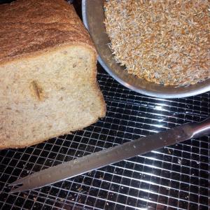 Essene Bread for the Bread Machine_image