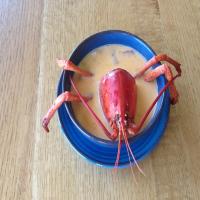 Maine Lobster Stew_image