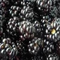 Old Fashioned Blackberry Cake_image