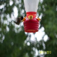 Hummingbird Nectar image