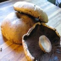 Marinated portobello mushrooms with provolone_image