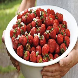 Strawberries with Elderflower Cream_image