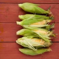 50 Fresh Corn Recipes Recipe - (4.6/5) image