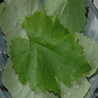 Grape Leaves-Canning Recipe image