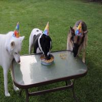 Doggie Birthday Cake image