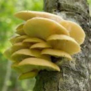 Deep-Fried Oyster Mushrooms_image