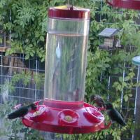 Hummingbird Feeding Solution image
