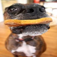 Peanut Butter Pumpkin Dog Treats Recipe - (4.6/5)_image