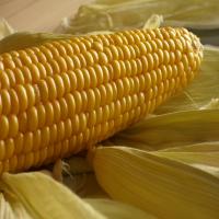 Oven Roasted Corn on the Cob image
