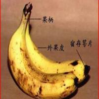 Healthy Things a Banana Can Do for You_image