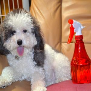 Natural Dog Shampoo - Flea Removal_image