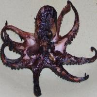 BBQ Garlic Octopus image