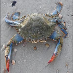 Easy Crab Casserole_image