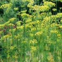 Benefits of Dill image