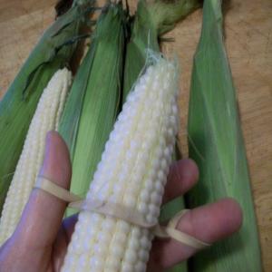 Threading Corn on the Cob_image