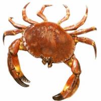Sautéed Back Fin Crab Meat image
