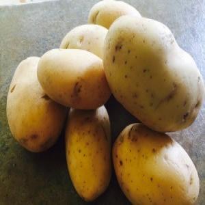 Stove-Top Potatoes au Gratin_image