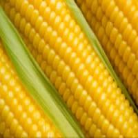 Corn Kugel_image