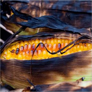 Grilled Corn on the Cob With Chipotle Mayonnaise_image
