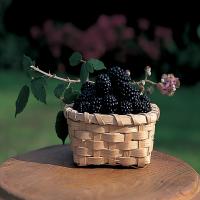 Quick Bramble (blackberry) Jelly_image