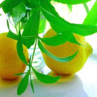 Lemon Verbena Lemonade_image