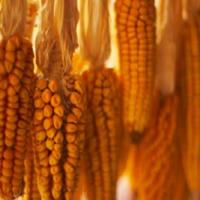 Guisado de Chicos, or Dried, Corn Stew_image