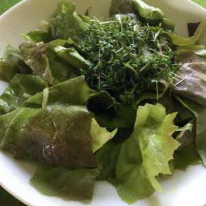 Green Salad with Garden Cress_image