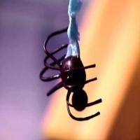 Dark Chocolate Hazelnut BonBon Spiders image
