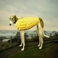 Corn Dogs_image