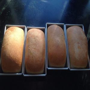 Patricia's Whole Wheat Applesauce Bread_image