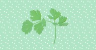 6-cilantro-substitutes-for-people-who-hate-the-stuff image