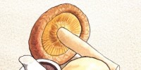 quick-mushroom-chicken-bake-campbells-kitchen image