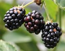homemade-blackberry-wine-recipe-the-best-youll image