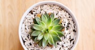hens-and-chicks-succulents-explained-martha-stewart image
