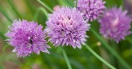 how-to-use-chive-blossoms-in-recipes-allrecipes image