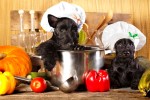 homemade-dog-treats-recipes-tips-tricks-for image