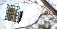 how-to-make-suet-cakes-for-the-birds-martha-stewart image