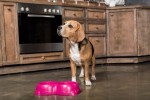 dog-food-in-crockpot-easy-cooking-tips-simply-for image