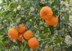 mojo-criollo-sour-orange-marinade-recipe-the-spruce image