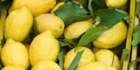 lemon-recipes-great-italian-chefs image